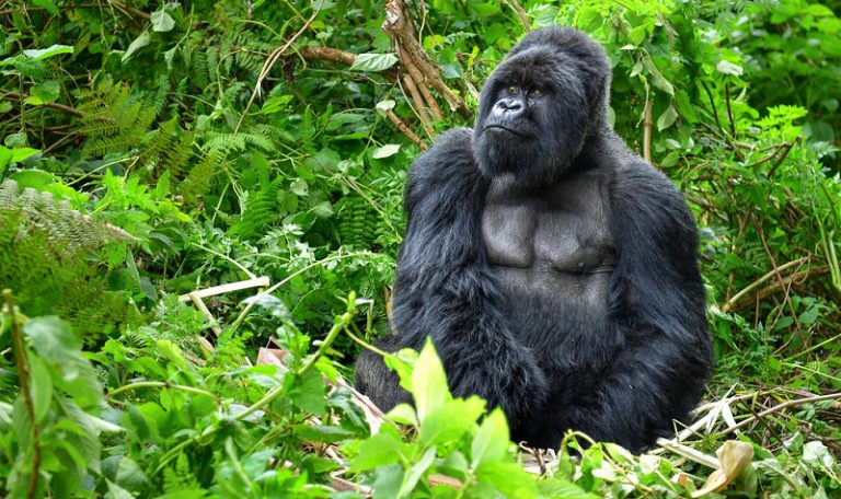 Gorillas in Uganda