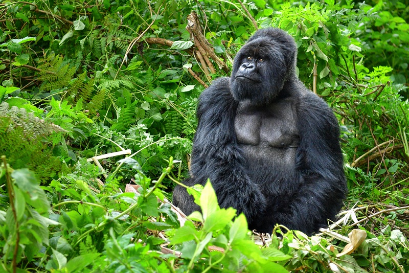 Gorillas in Uganda